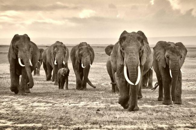 Elephant Family