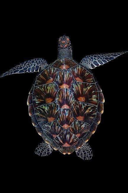 Turtle FC