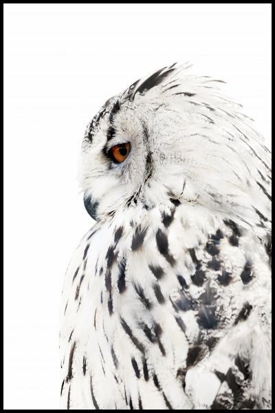 Snowy Owl