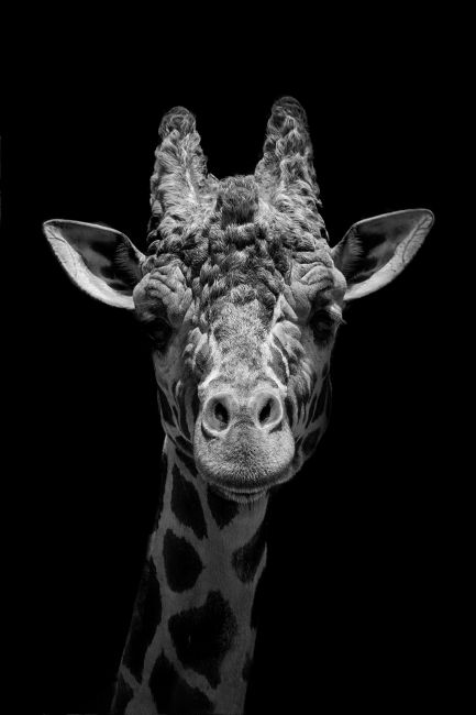 Starring Giraffe