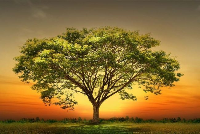 Sunset Tree