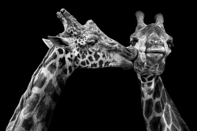 The Giraffe Couple