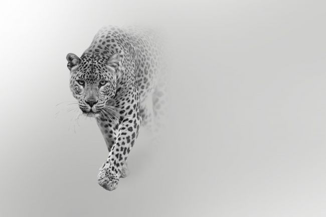The Jaguar II