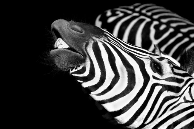 Happy Zebra