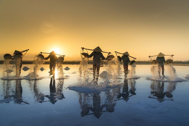 Vietnam Harvest