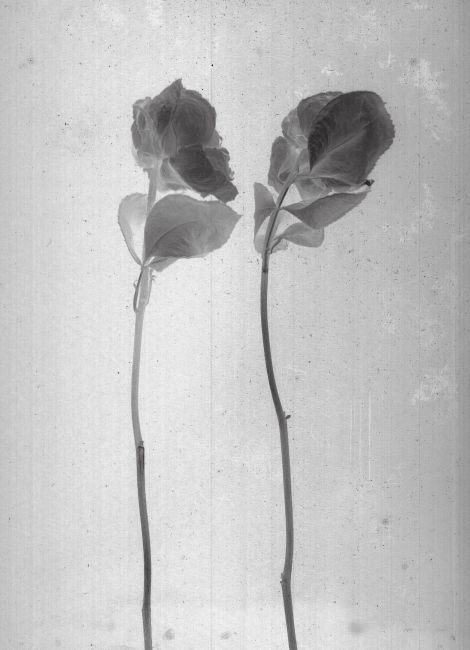 Vintage Flowers