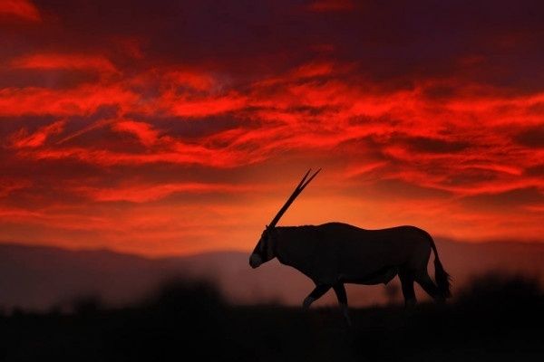 Walking Capricorn