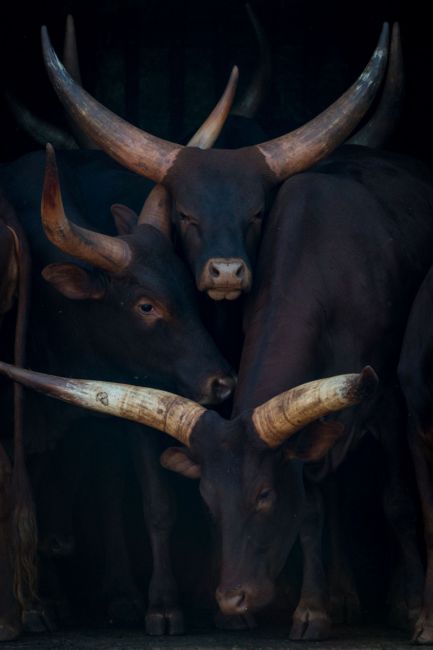 Watusi Family