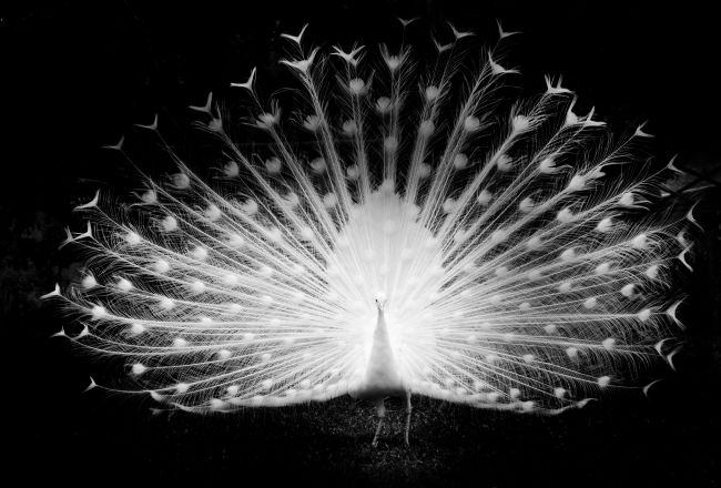 White Peacock