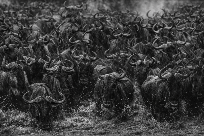 Zwart-wit wildebeest migratie door water dramatische Afrikaanse wildlife wanddecoratie