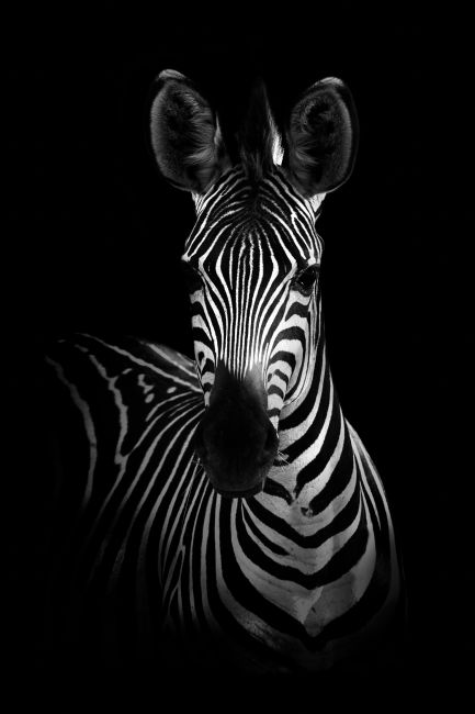 Zebra I