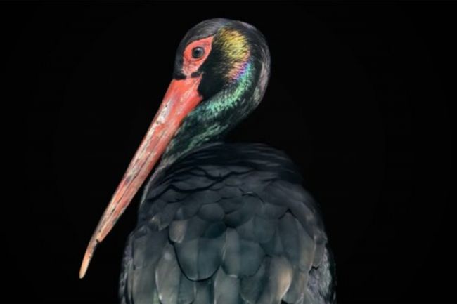 Zwarte Ooievaar