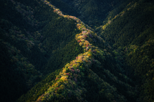Bergkam met dicht groen bos en kleurrijke boomtoppen natuur landschap wanddecoratie forest mountain wall art