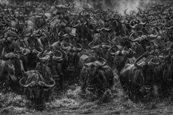 Zwart-wit wildebeest migratie door water dramatische Afrikaanse wildlife wanddecoratie