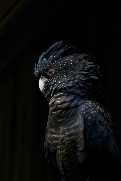 The Parrot