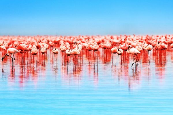 The Flamingo Party