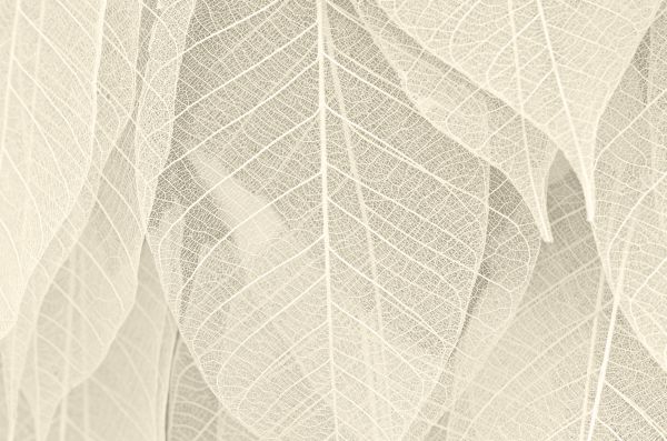 Beige Leaf Poster