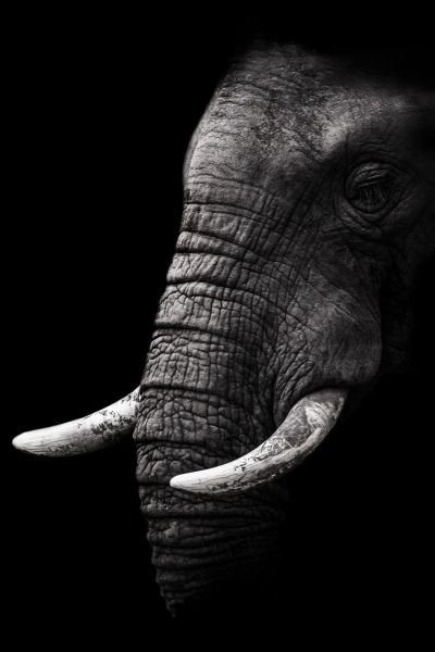 Olifant I