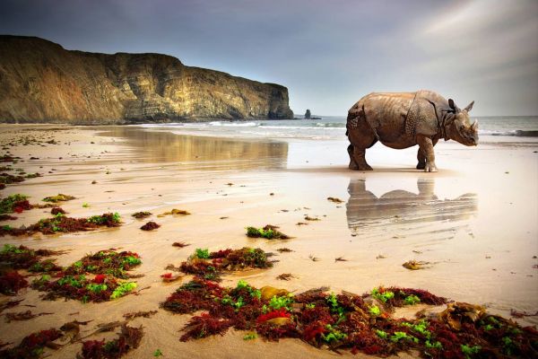 Abandoned Rhino