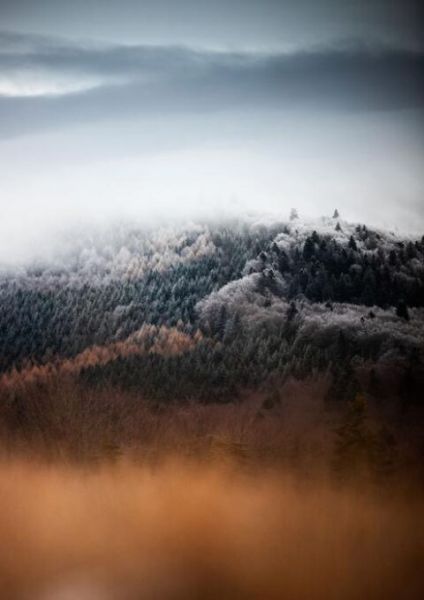 Above the Forest