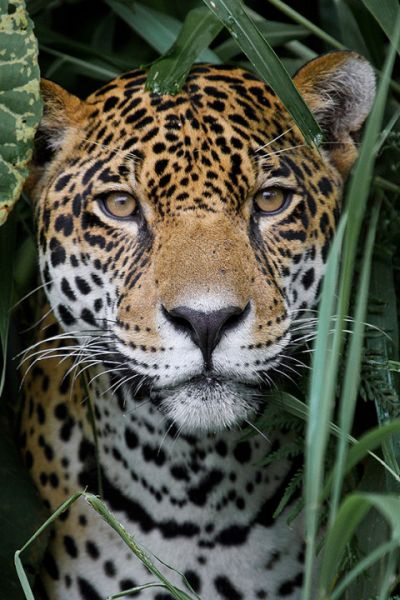 The Amazon Jaguar
