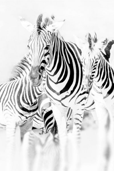 Black White Zebra