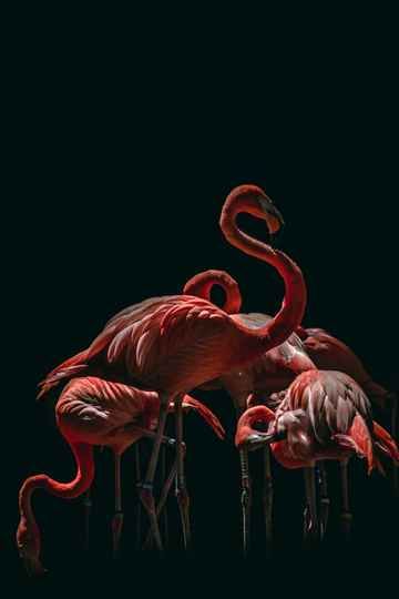 Dark Flamingo