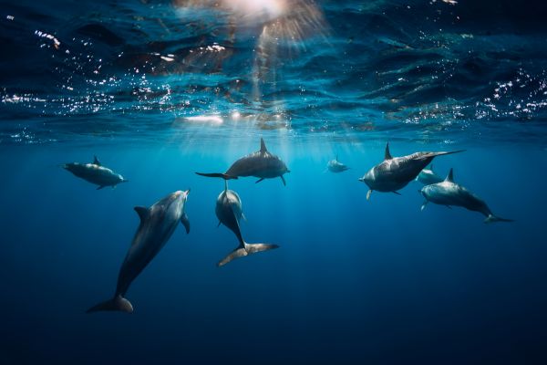 A Delphins World