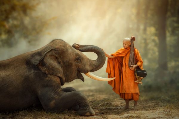 Elephant Ivory