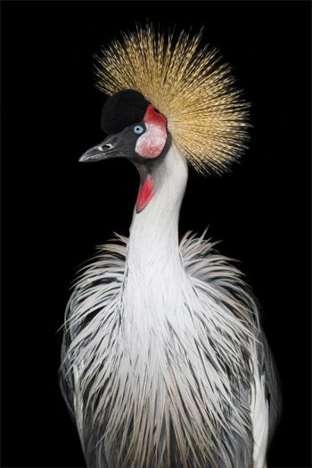 Excotische Grijze Kroonkraan