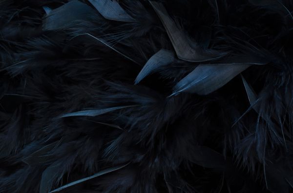 Feathers