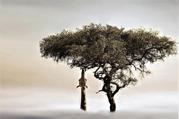 Giraffe In Tree