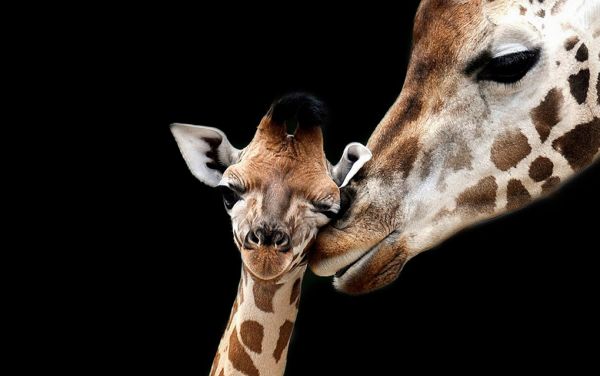 Giraffe with Child