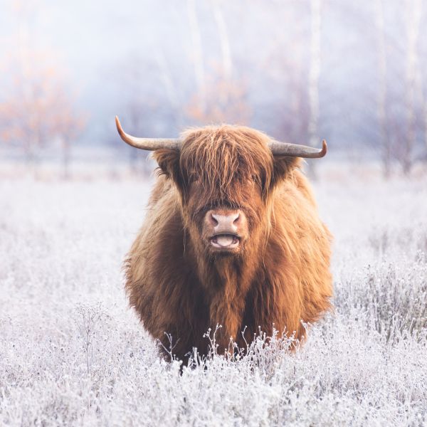 Schotse Hooglander II