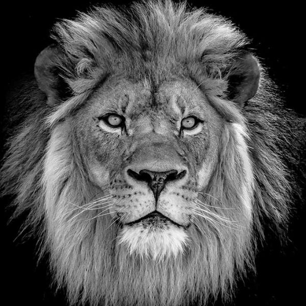 Lion B/W