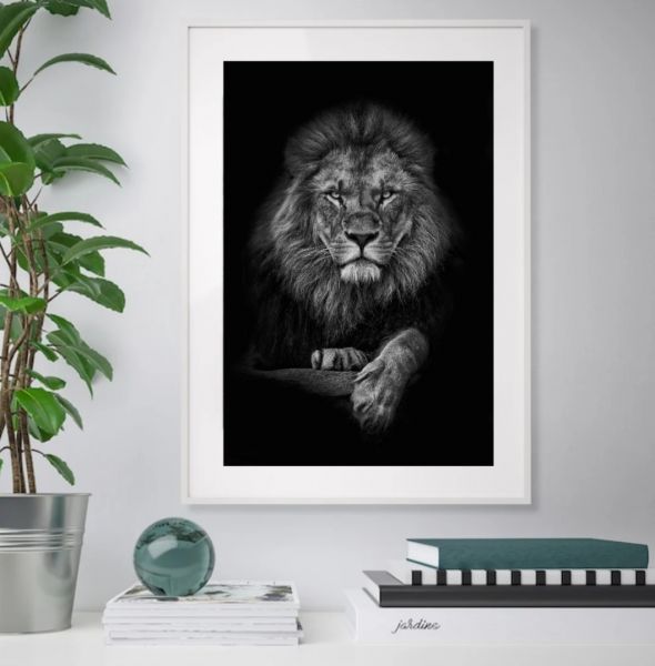 King of the Jungle