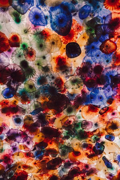 Jellyfish Poster