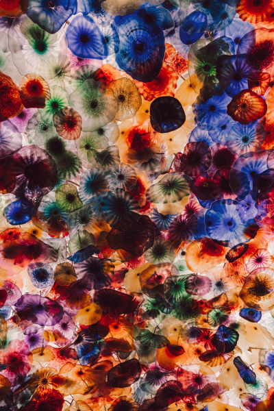 Jellyfish I