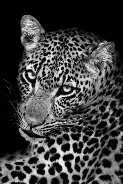 Leopard II