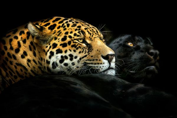 Leopard Couple