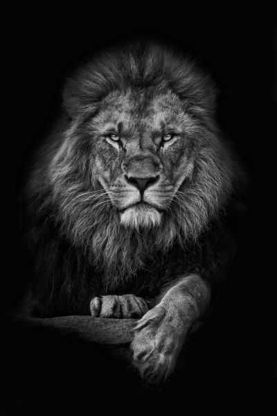 Lion Body Front Walk B/W