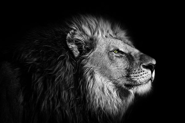 Lion Portrait