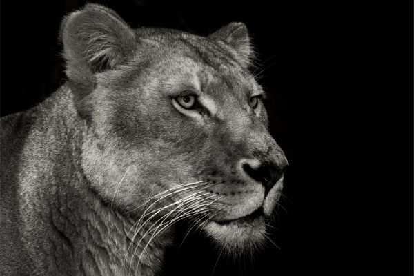 Lioness Portrait