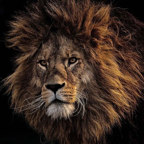 Impressive Lion