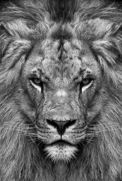 Mad Lion