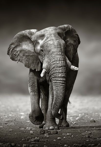 The Running Elephant