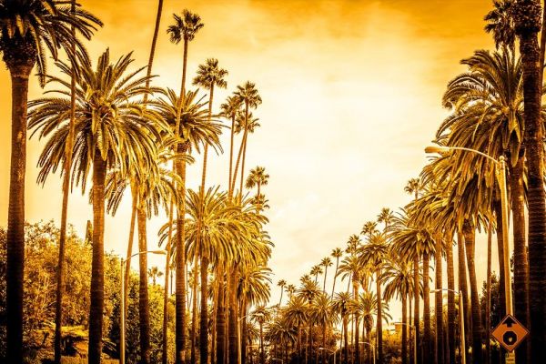 Sunset Palms