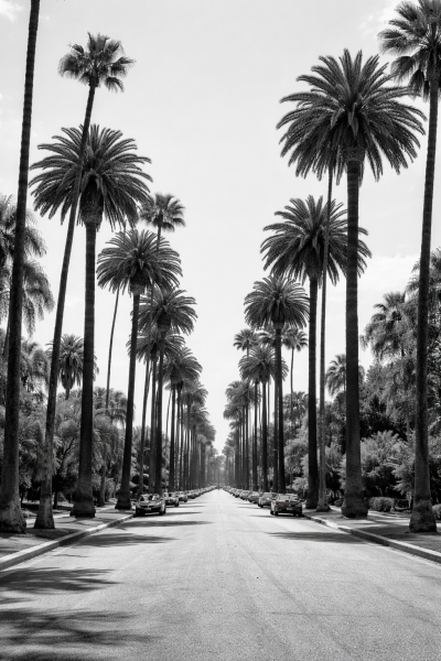 Palm Boulevard