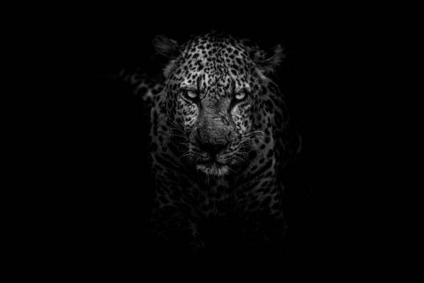Leopard Dark