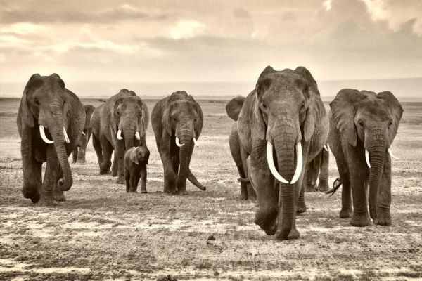 Elephant Family